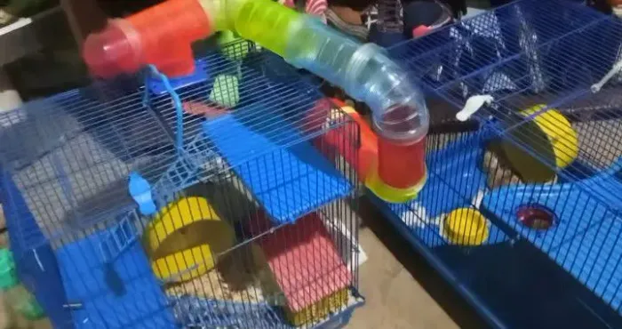 Gaiola completa com dois hamsters, cada.