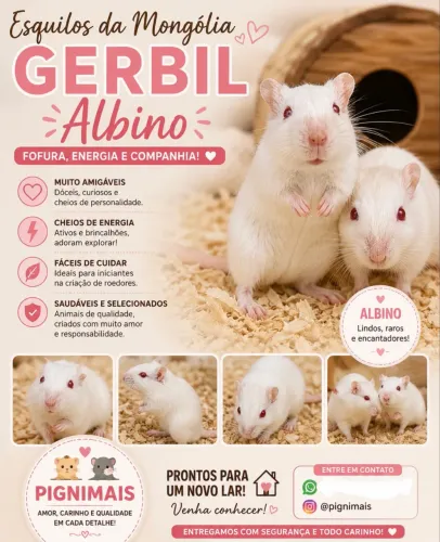 Esquilos da Mongólia Gerbil