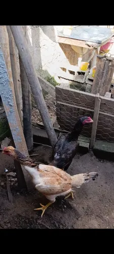 Galinhas índias