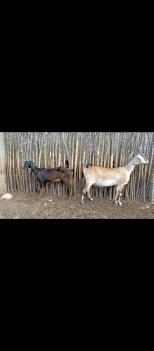 Cabras anglonubianas