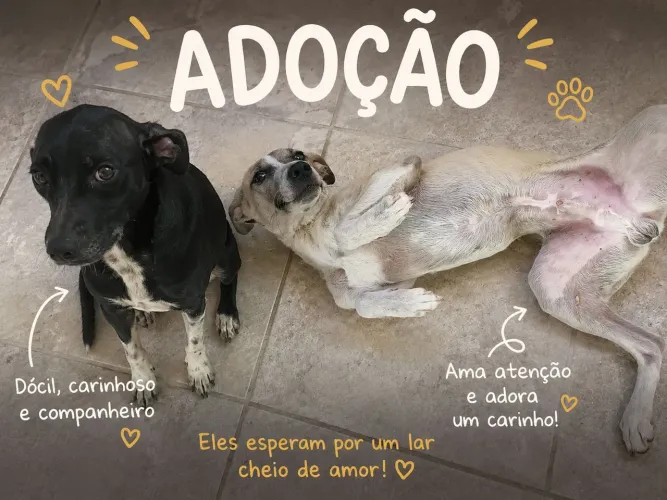 Doação Dois Cachorros Carinhosos