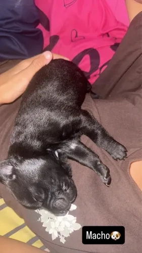 Cachorros vira lata DOAÇÃO