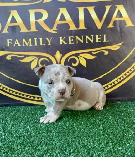 Amercian Bully micro lilac Merle 