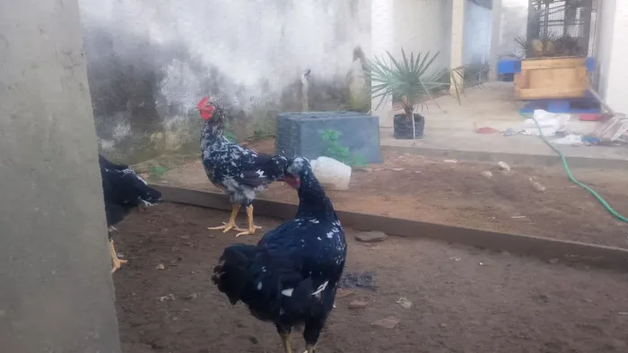 frango gsb