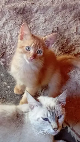 Doação de gatinhos!
