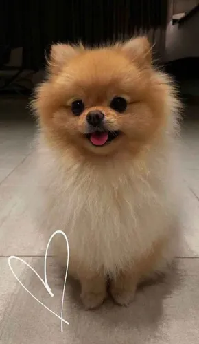 Filhote spitz alemão, Se prepare para a explosão de fofura que vai invadir sua casa!