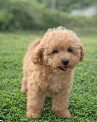 Poodle toy fêmea filhote