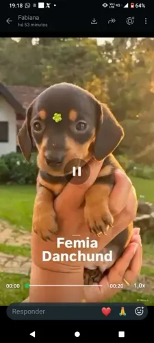 Bassê femia