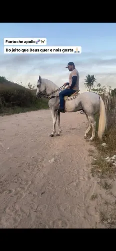 Cavalo quarto de milha