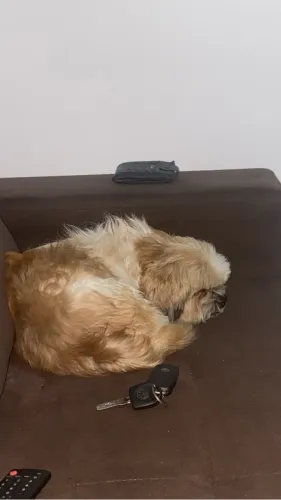 Estou doando esse Shitzu 