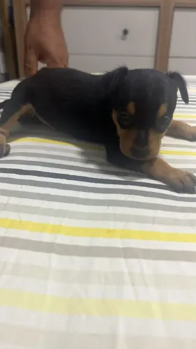 Cachorros