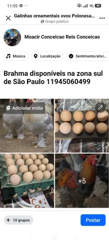 Ovos galados das matrizes Brahma