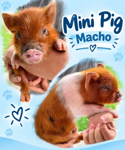 Mini Porco, Mini Pig machos