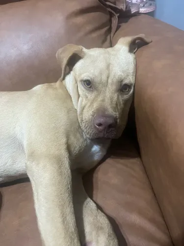 Doação Cachorra Fêmea Raça American Bully
