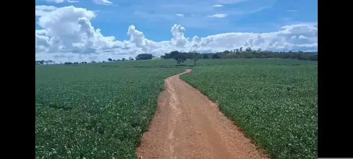 Fazenda à venda | 75 hectares | Alto potencial produtivo