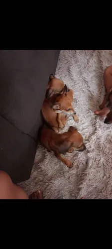 Doação de petes