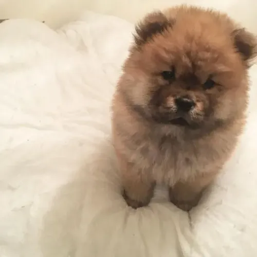 Filhote Chow-chow, Diga adeus à solidão e olá para um amor verdadeiro!