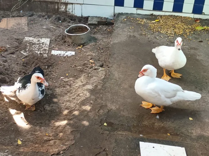 Pato