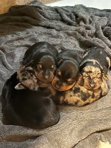 Vende- se filhotes de Dachshund
