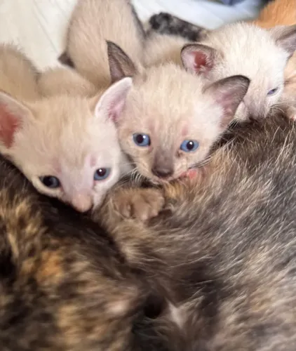 Estou doando filhotes de gatos