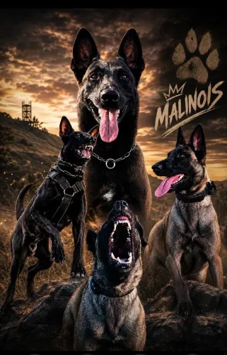 Malinois