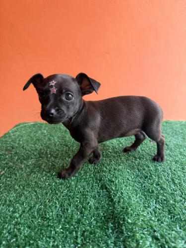 PINSCHER FÊMEA