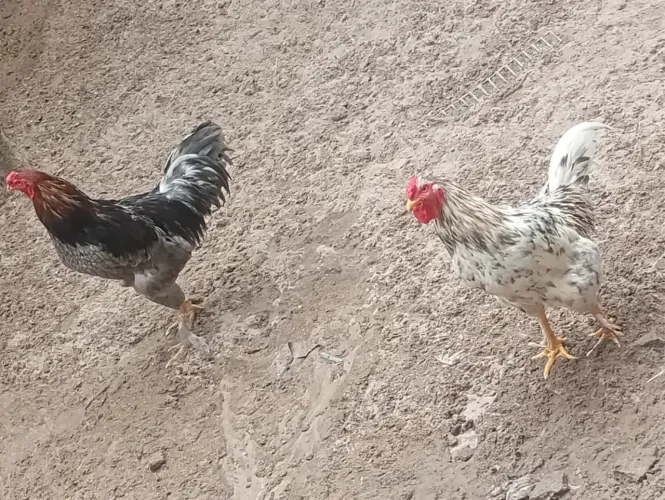 Galos a venda