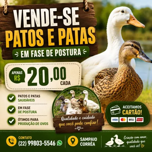 Vendo patas em postura