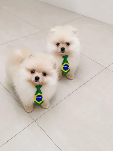 Lulu anão ursinho 
