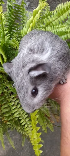 Gaiola porquinho da india