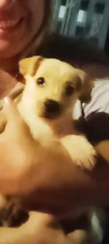 Doação de cachorro
