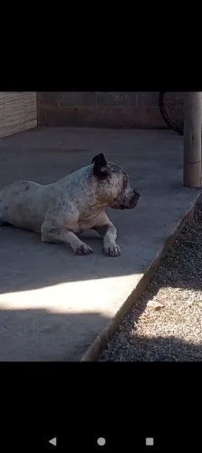 Vendo filhotes de Pitmonster 