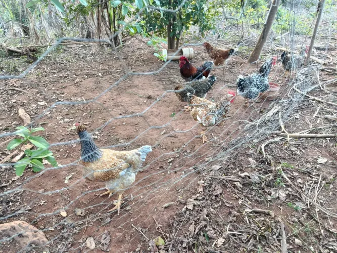 Ovos de GSB a venda.