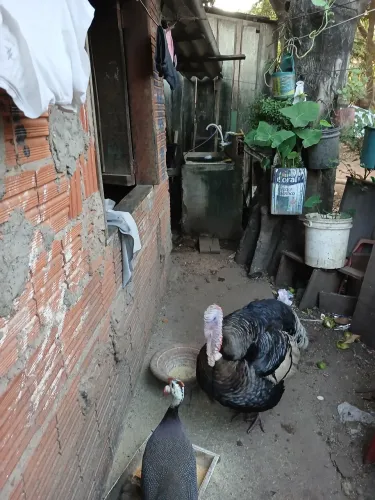 Peru 
