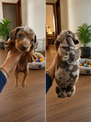Filhote de basset dachshund miniatura