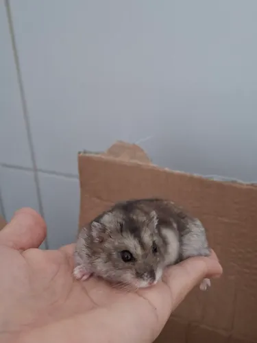 Hamster anão p/ doação