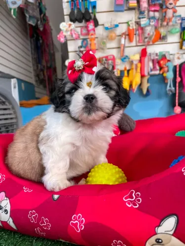 Lhasa apso
