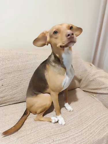 Doação cachorra castrada