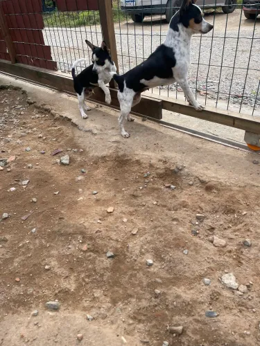 Filhote de Pinscher
