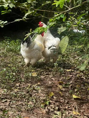 ?vendo Galo de raça BRAHMA LIGHT chamar whatsapp *