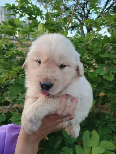Golden Retriever fêmea e macho legítimo cbkc