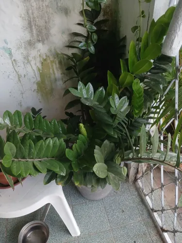 Plantas