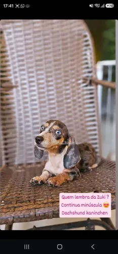 Dachshund kaninchen ( menor padrão da raça ) Fêmea minúscula!