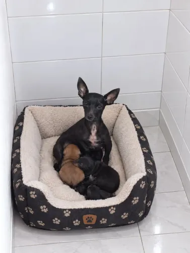 Filhote pinscher macho N1 disponível
