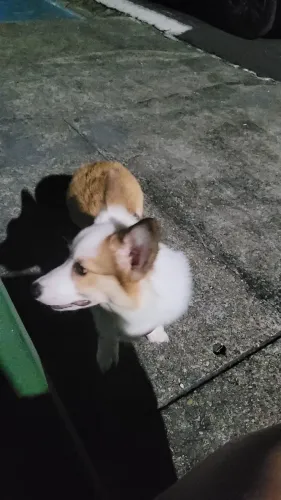 Welsh Corgi Pembroke 