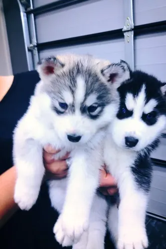 Husky siberiano Escalação confirmada: muito amor e companheirismo