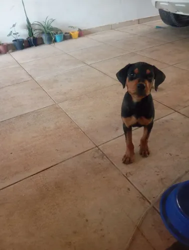Rottvailer de 3 meses lindos cachorros