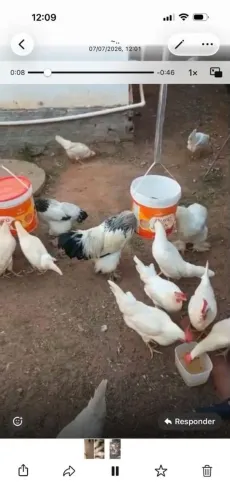 Galinhas legornes dos ovos brancos - a máquina de ovos