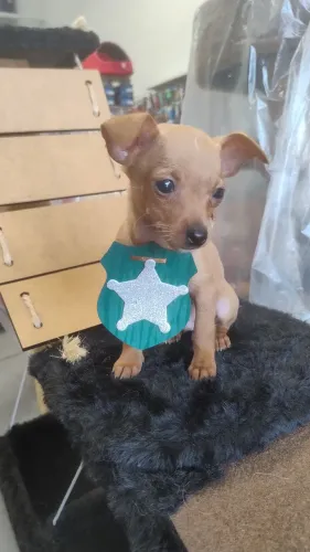 Filhote de pinscher macho