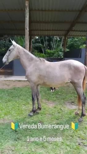 Egua (potrinha registrada)